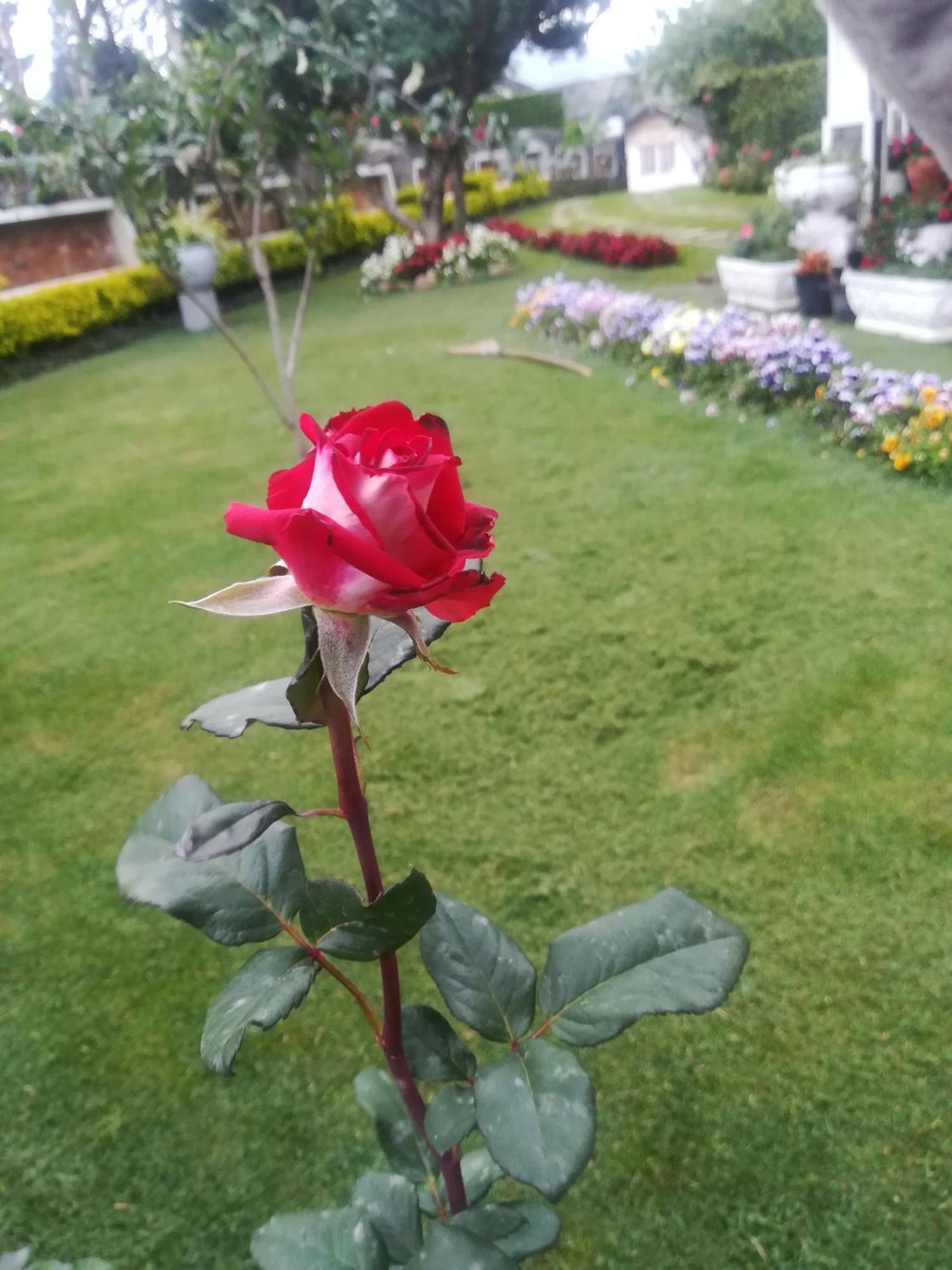 Royal Wattles Apartman Nuwara Eliya Kültér fotó